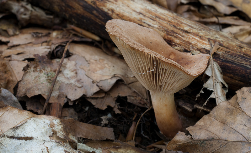 Lactarius subdulcis